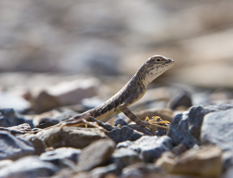 Zebra-Tailed Lizard